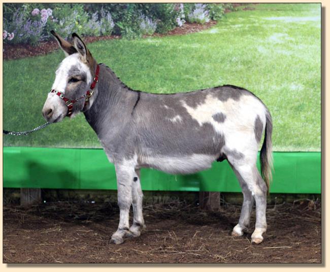 Klaus, gray/white spotted driving miniature donkey gelding for sale.