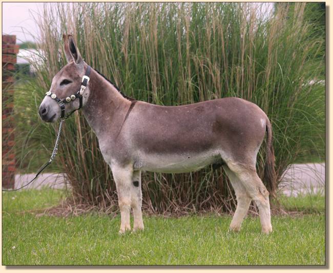 Quarter Moon Red Light, miniature donkey trained to drive and do in-hand trail. 