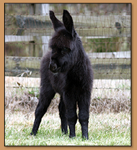 HHAA Milky Way, Black Miniature Donkey Jennet w/No Light Points born at Hafl Ass Acres.