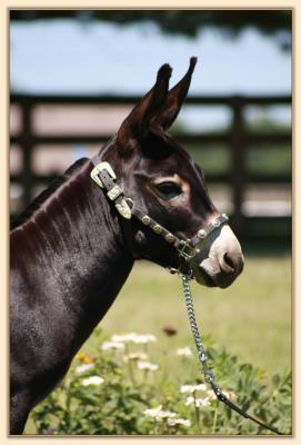 Click photo of miniature donkey to enalarge image