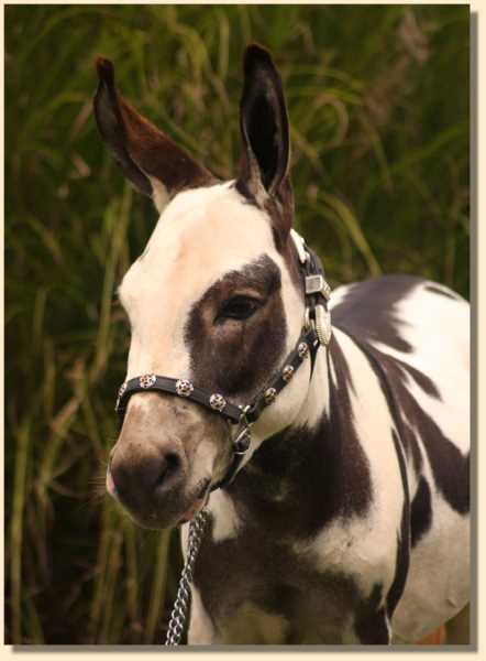 Miniature donkey herdsire, Misty Meadows Briar Patch,  herd sire at Half Ass Acres