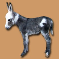 Whoopi's 07 jennet foal