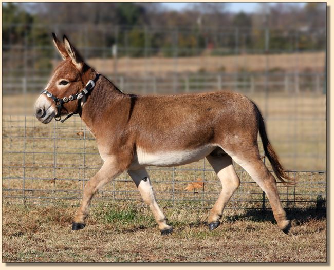 Cedar Oaks Rojo, Dark Red Herd Sire at Half Ass Acres Miniature Donkeys.