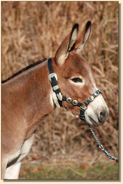 Cedar Oaks Rojo, Dark Red Herd Sire at Half Ass Acres Miniature Donkeys.