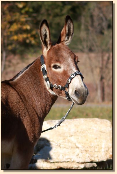 Cedar Oaks Rojo, Dark Red Herd Sire at Half Ass Acres Miniature Donkeys.