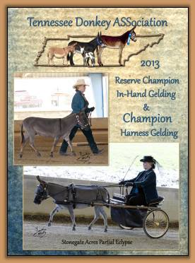 Mookie - 2013 Champion Harness Gelding