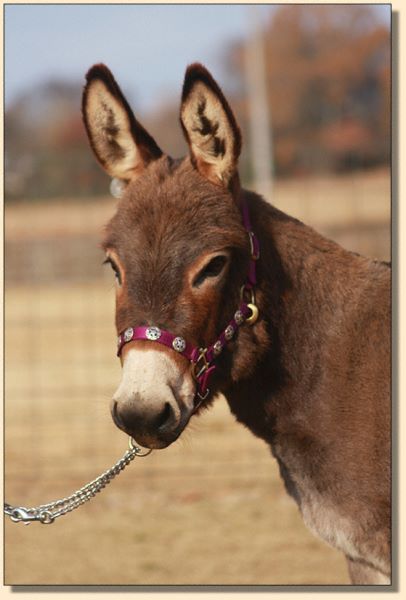 Charmed, brown brood jennet for sale at Half Ass Acres.