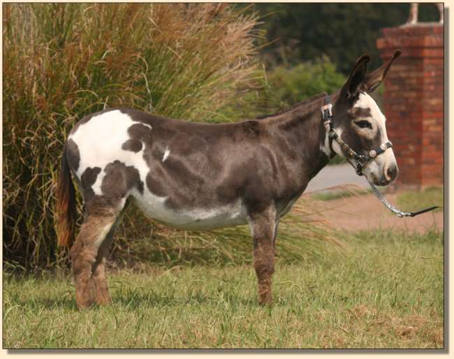 HHAA Pick Pocket, spotted jennet at Half Ass Acres