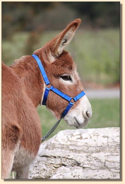 Little Friends Miss Syria, dark red miniature donkey jennet for sale