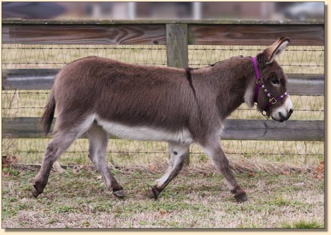 Windcrest Tinkerbelle at 22 years of age!