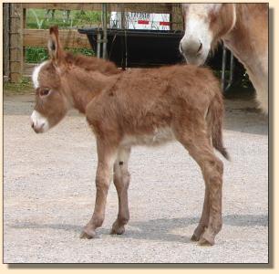 Click photo to enlarge image of miniature donkey