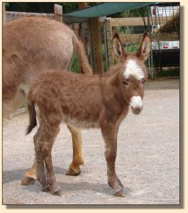 Click photo to enlarge image of miniature donkey