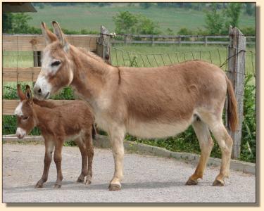 Click photo to enlarge image of miniature donkey