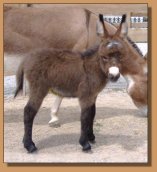 miniature donkey