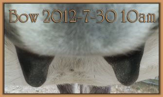 Bow 2012-7-30 @ 10am