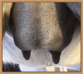 miniature donkey in foal