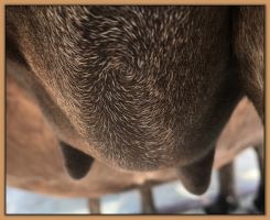 Paper Tyger's bag before foaling her miniature donkey foal.