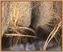 Photos of donkeys close to foaling a miniature donkey baby.