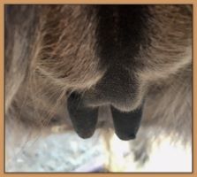 Photos of donkeys close to foaling a miniature donkey baby.