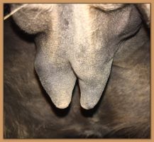 Photos of donkeys close to foaling a miniature donkey baby.