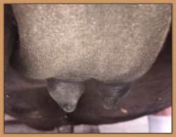 Photos of jennet's teats that are close to foaling.