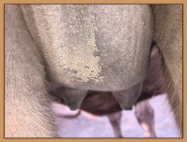 Photos of jennet's teats and bags that are close to foaling at Half Ass 