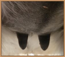 Miniature donkey's bag and teats moments before foaling.