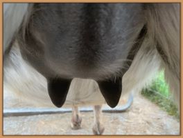 miniature donkey close to foaling