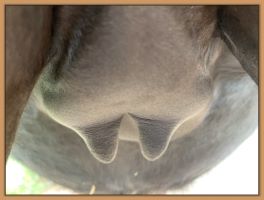 Black Beauty's teats and bag before foaling, miniature donkeys.