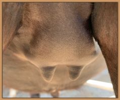 Miniature donkey, Black Beauty's teats and bag before foaling.