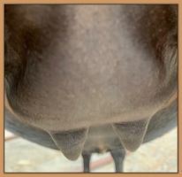 Miniature donkey, Black Beauty's teats and bag before foaling