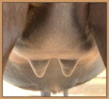 Miniature donkey, Black Beauty's teats and bag before foaling