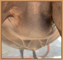 Miniature donkey, Black Beauty's teats and bag before foaling