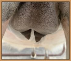 Miniature donkey Cake's teats and bag before foaling.