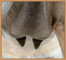 Miniature donkey Cake's teats and bag before foaling.