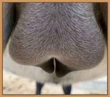 Miniature donkey, Lady's, photos of her teats and bag before foaling.