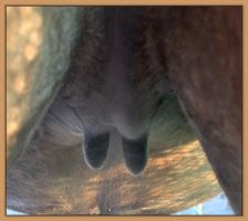 Miniature donkey, Lucia's, photos of teats and bag before foaling.