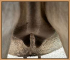 Miniature donkey, Sweet Punch, photos of bag and teats before foaling a miniature donkey baby.