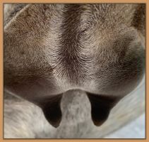 Miniature donkey, Sweet Punch, photos of bag and teats before foaling a miniature donkey baby.