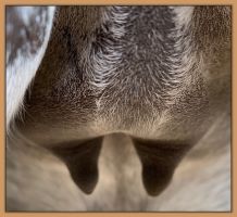 Miniature donkey, Sweet Punch, photos of bag and teats before foaling a miniature donkey baby.