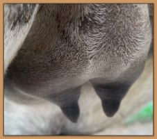 Miniature donkey, Punch's, teats and bag before foaling.