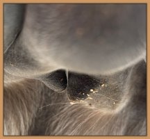 Photo of jennet's teats and bag before foaling.