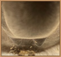 Photo of miniature donkey's teats and bag before foaling.