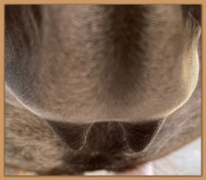 Photos of miniature donkeys teats and bag before foaling.