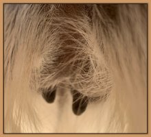 Photo of jennet's teats and bag before foaling.