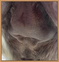 Photo of jennet's teats and bag before foaling.