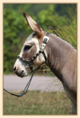 Ozark Abrakadabra, spotted miniature donkey brood jennet at Half Ass Acres