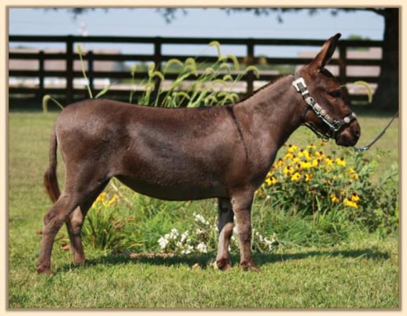 HHAA Be Dazzled,miniature donkey brood jennet at Half Ass Acres