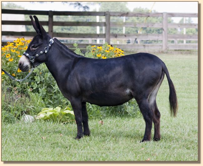 brasstown brayer's Black Beauty