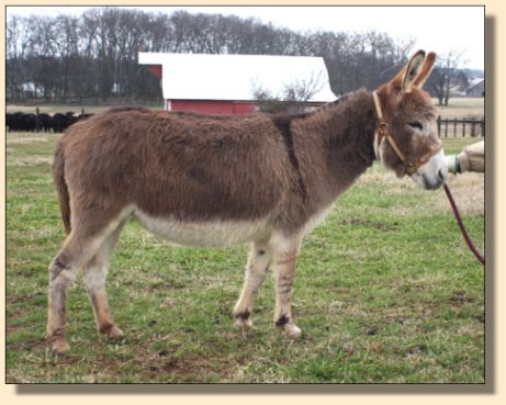 Miranda on Jan 13th, 2009, in her winter coat